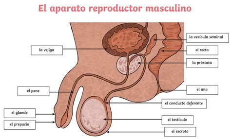 Aparato reproductor masculino rompecabezas en línea