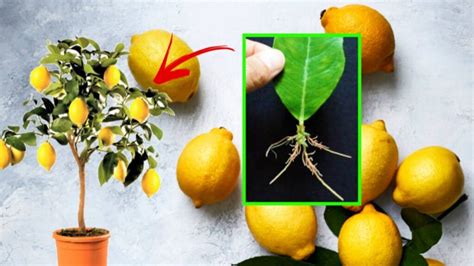 Come Moltiplicare La Pianta Di Limoni Con Il Trucco Del Rametto