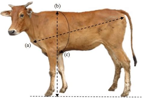 LIVE WEIGHT CALCULATOR LIVESTOCK PRODUCTION MANAGEMENT