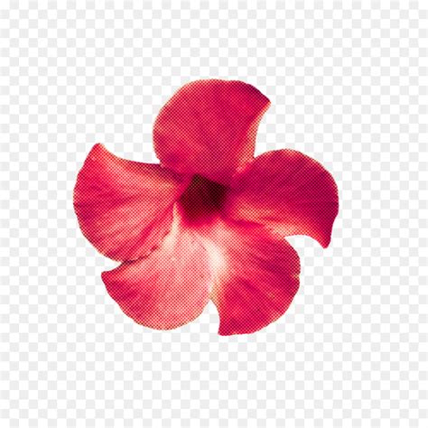 Hibiscus Mallows P Tala Png Transparente Gr Tis