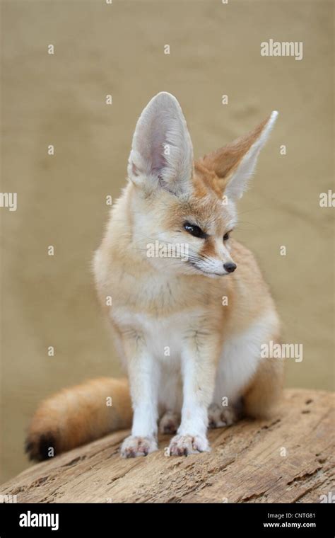 Fennec Fox Fennecus Zerda Vulpes Zerda Sitting Stock Photo Alamy