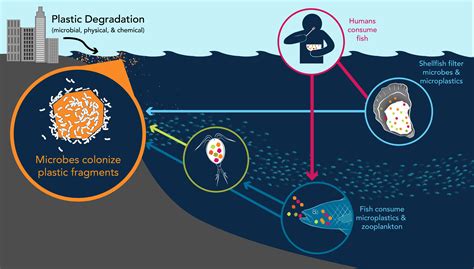 La Presenza Di Microplastiche Stata Verificata Nel Del Sale Da