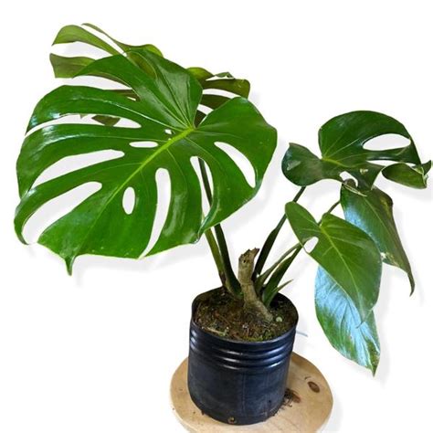 Costela de Adão Monstera deliciosa Plantas Naturais Parceiro Fabcell