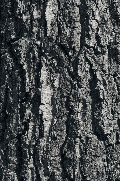 Grayscale Of A Tree Bark Perfect For Wallpapers Close Up Stock Image