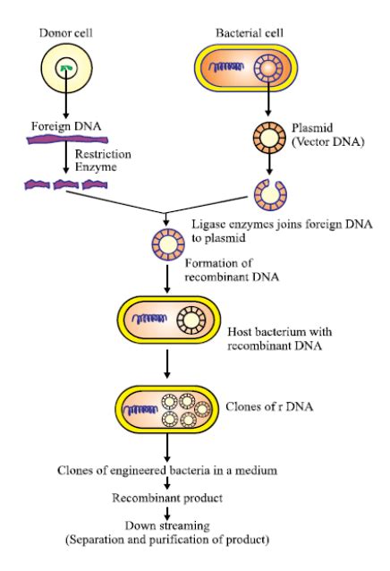 Schematic Representation Of Recombinant Dna Technology Circuit Diagram