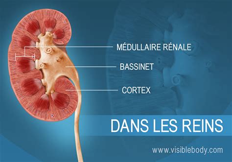 Anatomie Du Rein