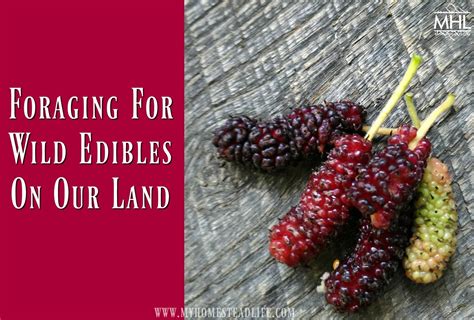 Foraging For Wild Edibles On Our Land - My Homestead Life