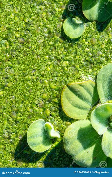 Pistia Stratiotes Swims Among Aquatic Plants Rootless Duckweed