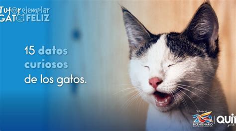 15 Curiosidades Sobre Los Gatos Quito Informa