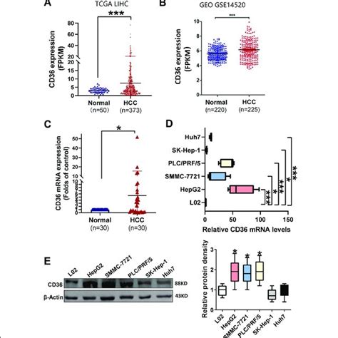 Cd Promotes Glycolysis In Hcc Cells The Energy Metabolism Phenotype