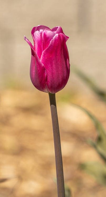 Close Up Of Pink Tulip · Free Stock Photo