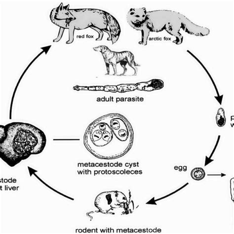 The Life Cycle Of Echinococcus Multilocularis Man Is Infected As An Download Scientific