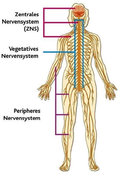 Nervensystem Diagram Quizlet