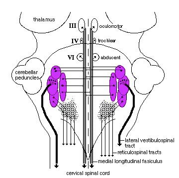 Medial Longitudinal Fasciculus Anatomy