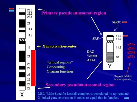 Ideograms Of The Sex Chromosomes With Relevant Genes And Loci Labeled Download Scientific