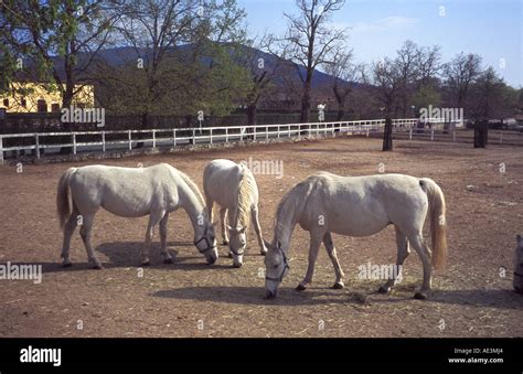 Lipizzaner Pferde Im Gestüt Lipica In Slowenien Diese Sind Alle Stuten Stockfoto Bild 7747107