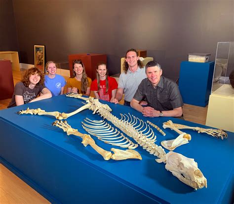 polar bear skeleton
