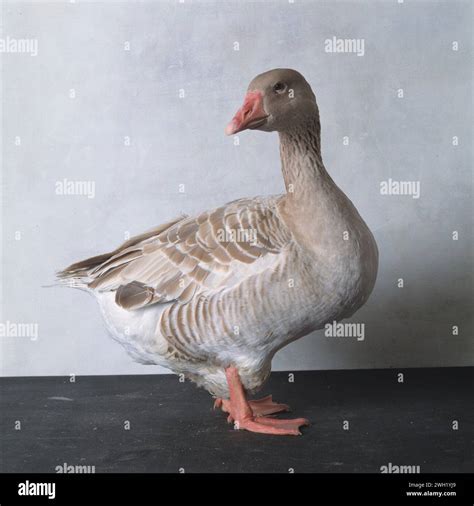 American Buff Goose Hi Res Stock Photography And Images Alamy