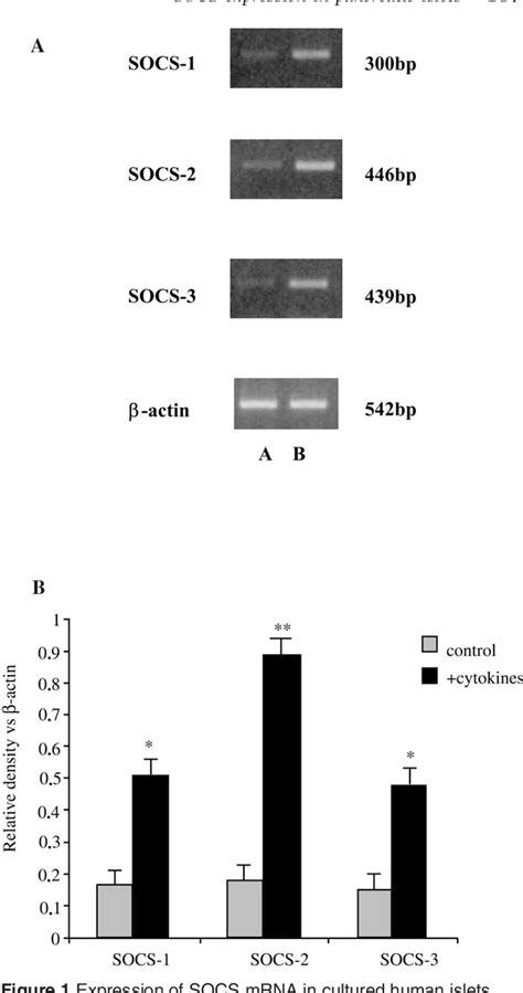 Figure 1 From Suppressor Of Cytokine Signaling Gene Expression In Human