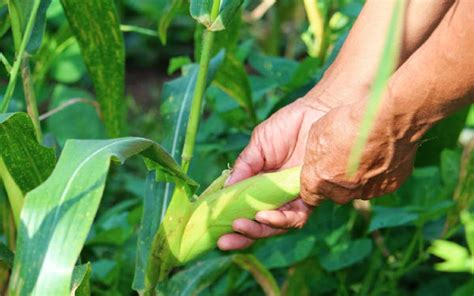 Agricultura De Subsistencia