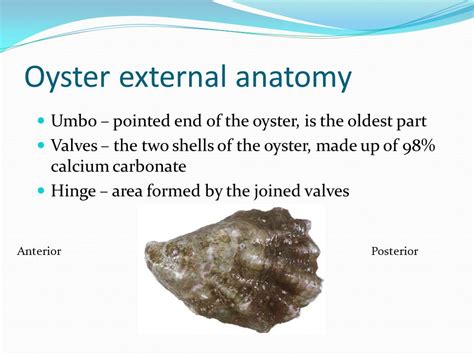 Program Overview Class Visit 1 Introduction And Biology Of Oysters