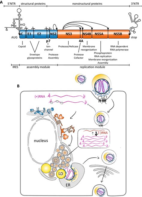 Hcv Genome Organization And A Simplified View On The Replication Cycle