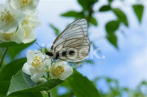 Jasmine Flower And Butterfly Stock Photo Royalty Free Freeimages