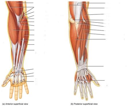 Forearm And Hand Muscles Diagram Quizlet