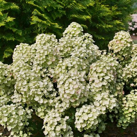 Tiny Quick Fire™ Hydrangea Garden Crossings