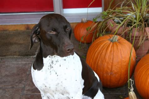 Can Dog Eat Pumpkin Skin