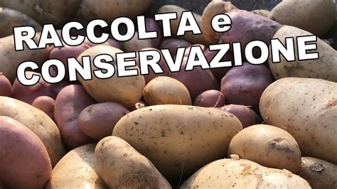 Come Fare La Raccolta Delle Patate E Conservarle YouTube