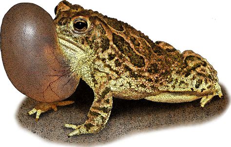 Great Plains Toad Illustration Photograph By Roger Hall Fine Art America