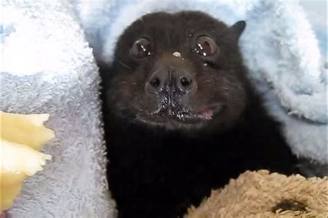 It's a bat eating a banana ... and it's absolutely adorable! | Cute ...