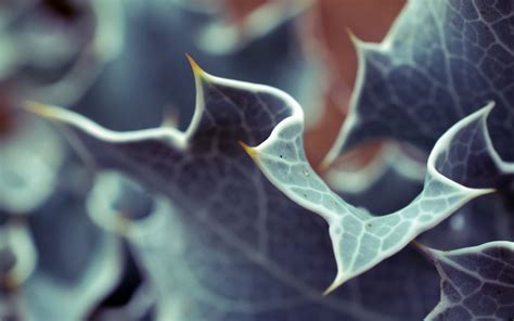 Green Leaf Macro Depth Of Field Leaves Plants Hd Wallpaper