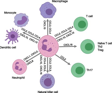 Frontiers Rheumatoid Arthritis Synovial Fluid Neutrophils Drive