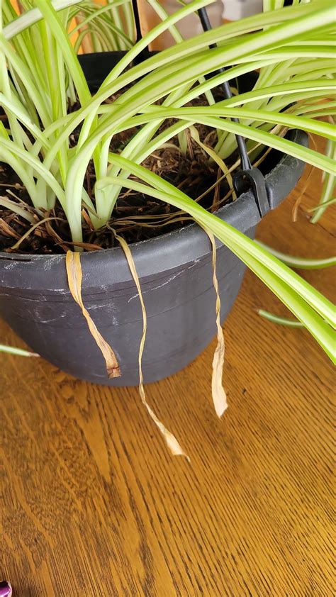 Spider Plant Leaves Keep Turning Brown R Plantclinic