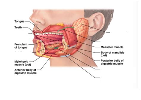 Extrinsic Salivary Glands Diagram Quizlet