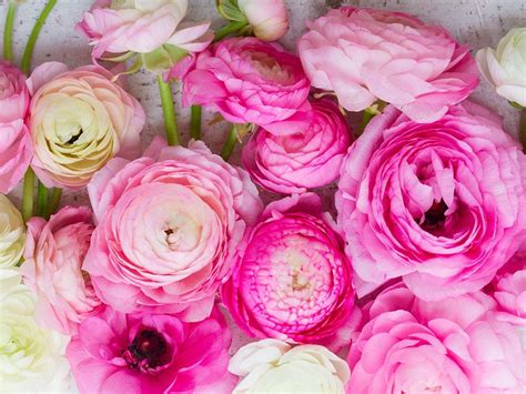 Ranunculus Wallpapers Top Free Ranunculus Backgrounds Wallpaperaccess