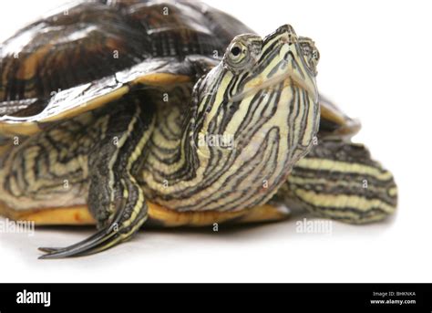 Red Eared Slider Trachemys Scripta Elegans Portrait Of Single Adult