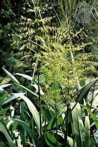 Poaceae | plant family | Britannica.com