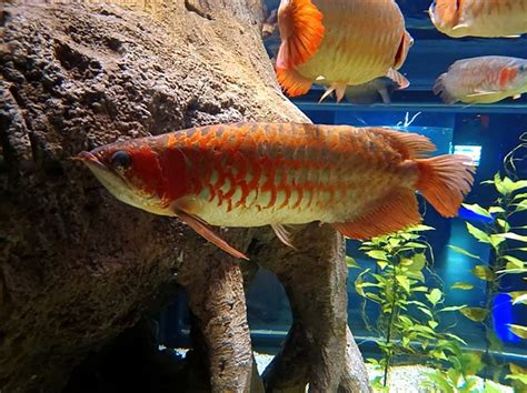 Red Arowana Colorful Red Arowana Picture Taken At The Ody Flickr