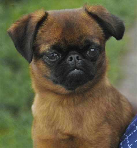 8 Best Smooth Coat Brussels Griffons Images On Pinterest Smooth