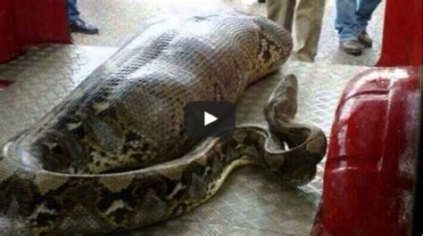 Watch Giant Snake Attacks Humans In The Philippines Newsic