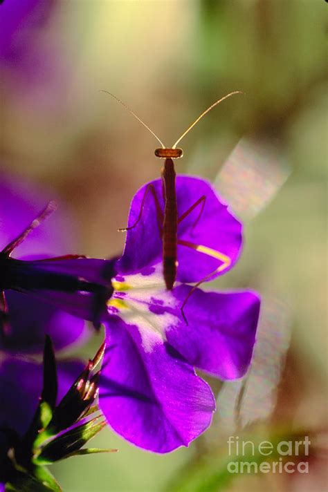 Praying Mantis Standing On A Flower Photograph By Wernher Krutein