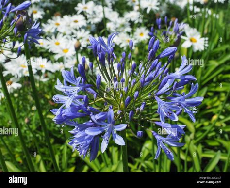 Agapanthus Praecox Blue Lily In The Background Of White Daisy Like