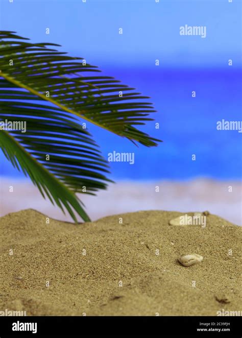 Summer Holidays Concept Sandy Beach With Palm Tree Sun Clouds On Blue Sky Blur Sea