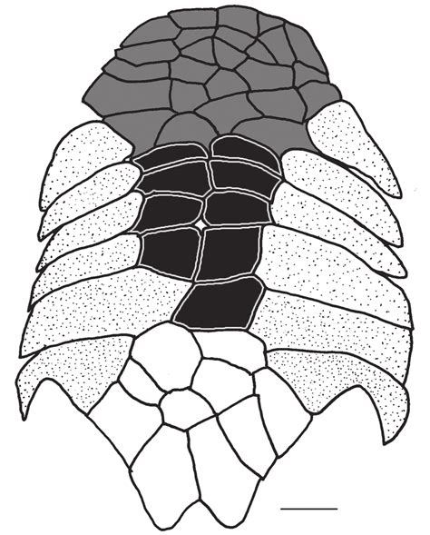 Abdominal Plate Pattern Of Dasyloricaria Species Anterior Abdominal