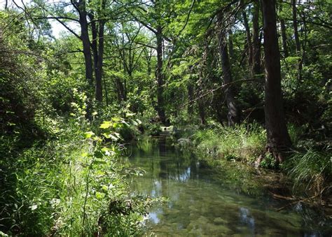 Riparian Corridor Of Wanslow Creek Preserved Through A Conservation