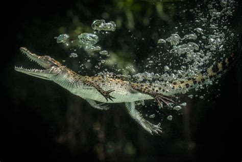 New Guinea Crocodile (Crocodylus Novaeguineae) Swims Underwater in Terrarium Stock Image - Image ...