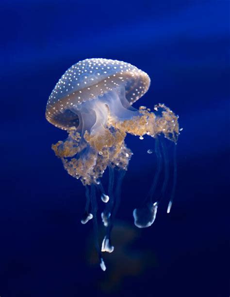 Australian Spotted Jellyfish